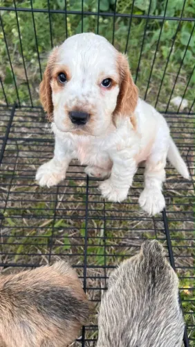 Cocker spaniel macho