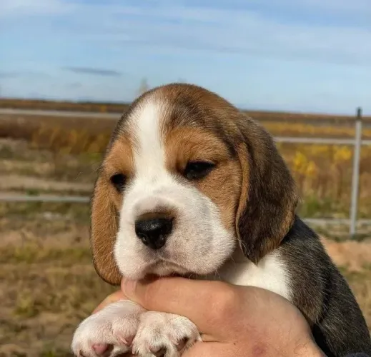 Beagle O abraço do cão cura tristezas