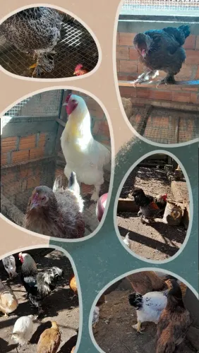 Vende-se lote de galinhas Bramha