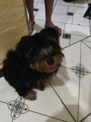 Vendo cachorro Yorkshire macho