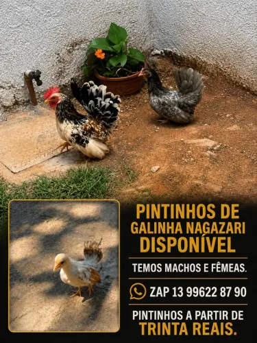 Pintinho de mini galinhas