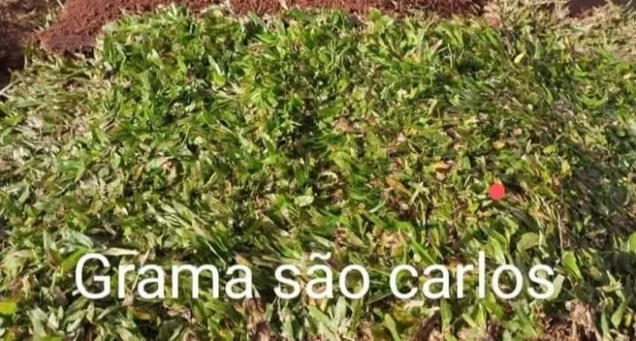 Grama Batatais Alta Resistência Para Área Externa 