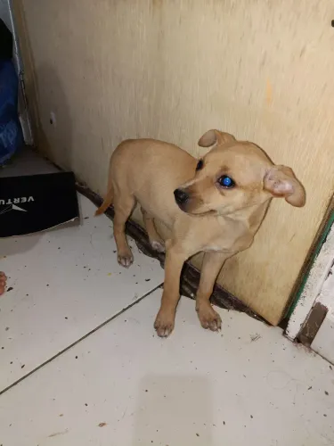 Vendo filhote de Pincher 