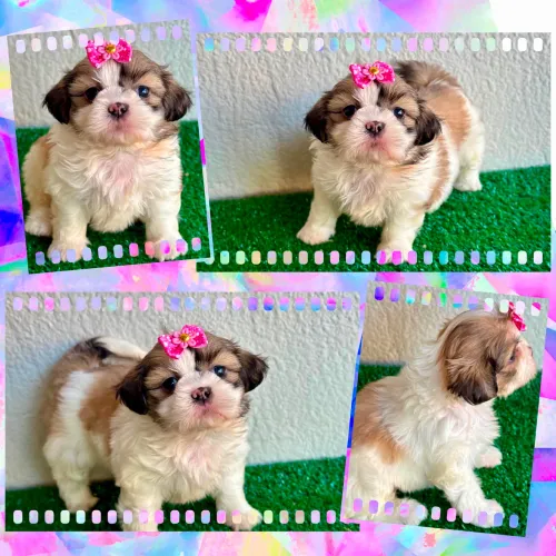 Shihtzu fêmeas e machos !!!