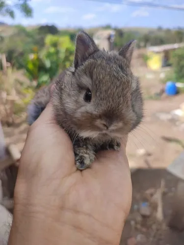 Filhotes de coelho anão 