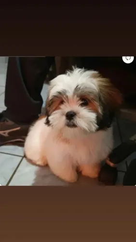 Vendo filhote de Lhasa. Apso Macho
