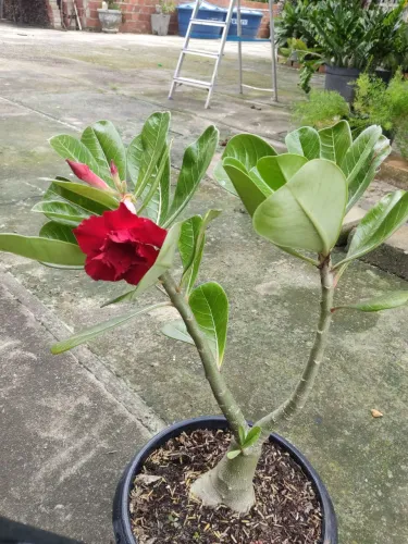 Plantas