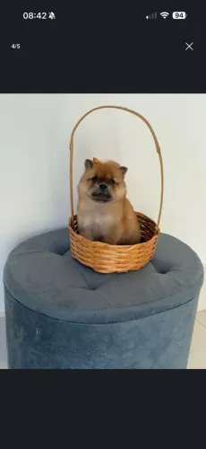Chow Chow