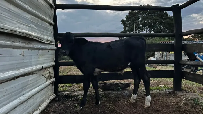 Vendo bezerro de vaca girolanda com boi angus de 8 meses.