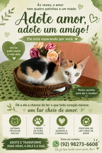 Doando gatinho macho