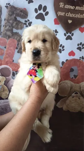 Golden Retriever Filhote para Companhia