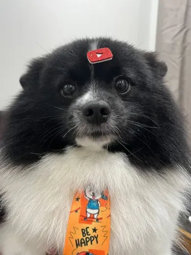 DOAÇÃO DE CACHORRO