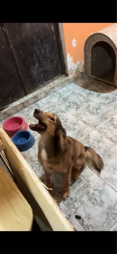 Cachorrinha porte médio/pequena pra adoção