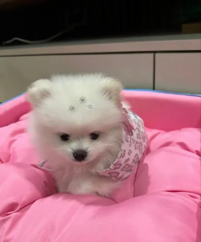 Spitz alemão anão fêmea ursinho