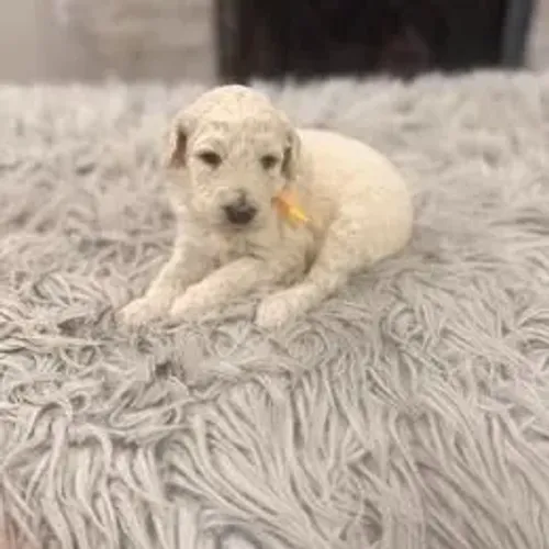 Poodle,Poodle Filhote Disponível Entrega Facilitada