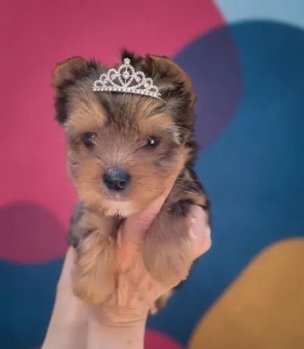 Uma Fofura de Yorkshire