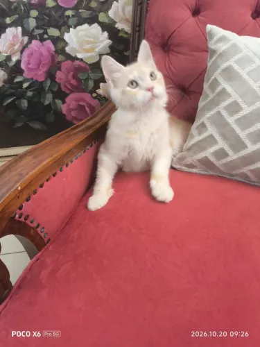 Fêmea Maine Coon