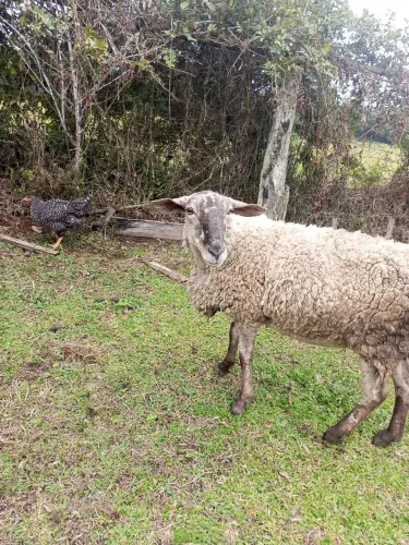 Carneira