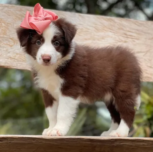 BORDER collie para São Fidélis 