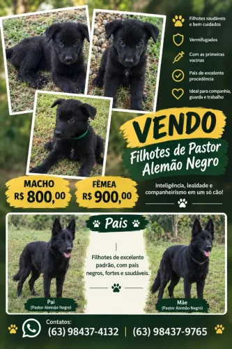 Pastor Alemão Negro 