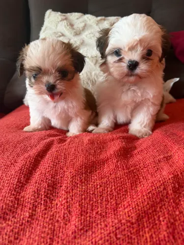 Shih tzu machos pronta entrega legítimos !
