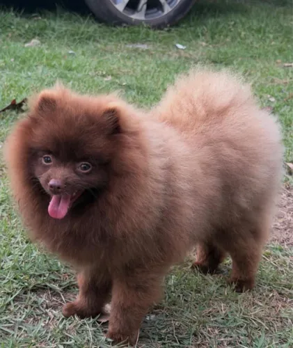 Spitz alemão