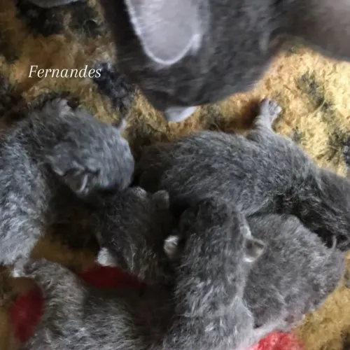 Azul Russo/Russian Blue Filhotes 