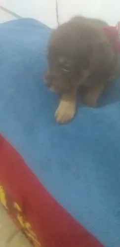 Tô vendendo por 150 filhote de pinscher macho e Toquinho vacinar refogado puro