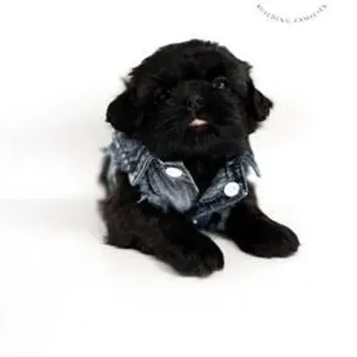 Shih Tzu,Shih Tzu Filhote Saudável Excelente Companhia