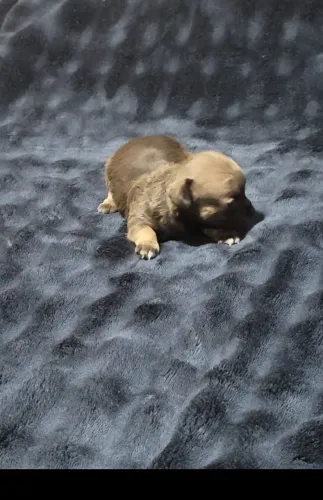 Chihuahua
