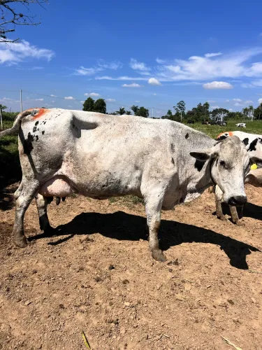 Vaca de leite
