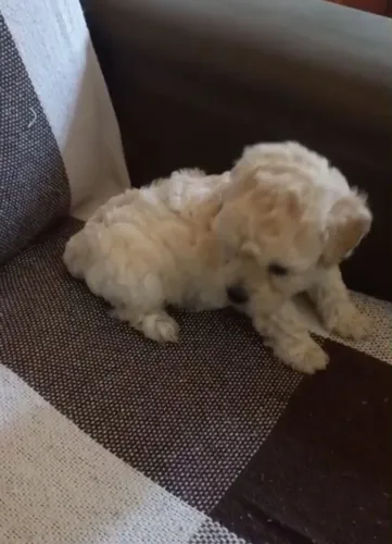 Poodle  toy macho 