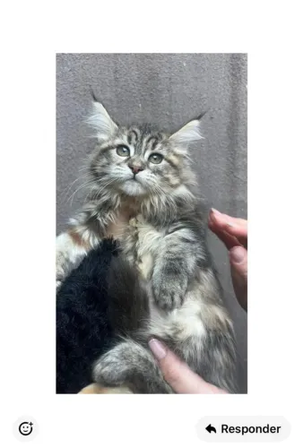 Gato gigante _ gato Maine coon _ ler descritivo 