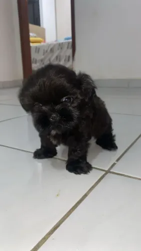 Cachorro macho preto shih tzu.