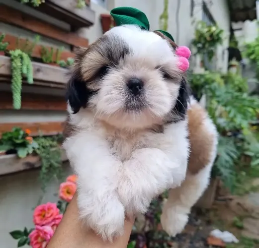 Shitzu micro fêmea 