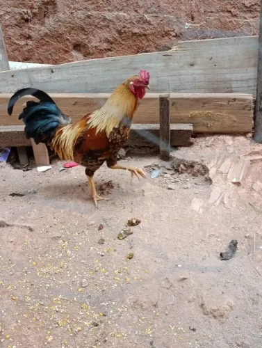 2 Galo garnisé