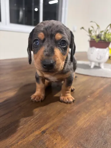 Filhotes de dachshund | Arlequim e Canela | Olhos azuis