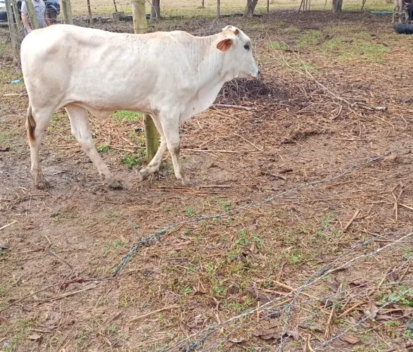 Bezerros para venda 