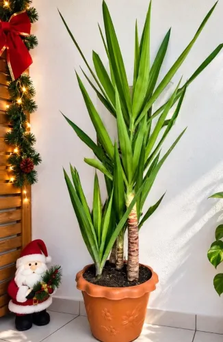 PLANTA NATURAL YUCCA, PERFEITA PARA DECORAÇÃO NATALINA 