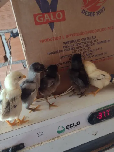 Vendo pintinhos caipiras