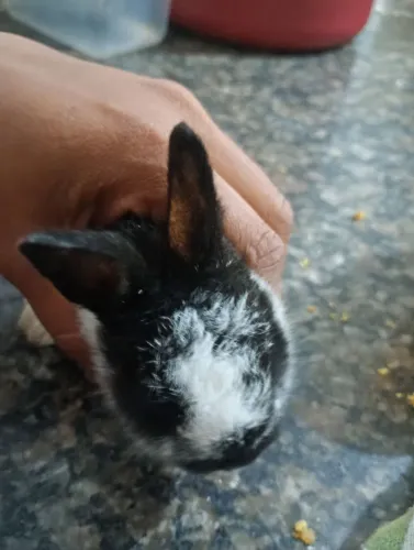 Coelhinho