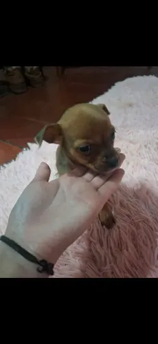 Pincher