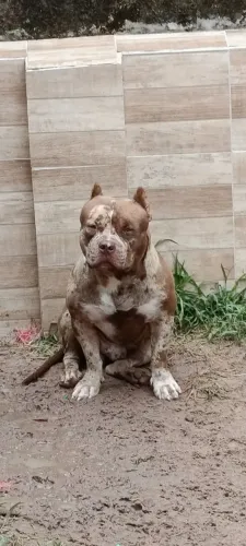 Cachorro Pitt bull mely disponível a cobertura com pedigree 