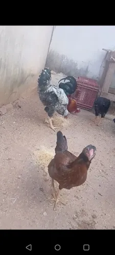 Frango gsb quas cantando 