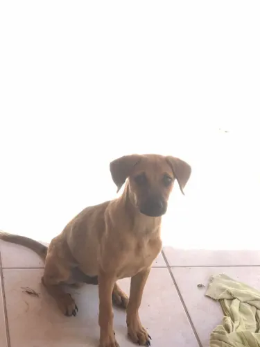 Cachorro para adoção,3 meses, carinhoso,manso
