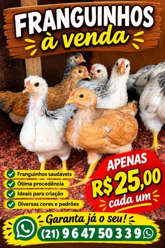 ? VENDE-SE FRANGUINHOS ?