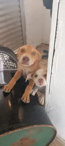 Pitbull América filhotes mn acho e fêmea