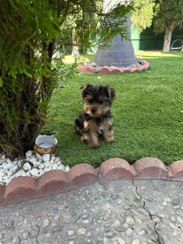 Filhotes de Yorkshire | Tem um novo amigo esperando para ser conhecido!