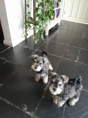 Schnauzer Miniatura machos