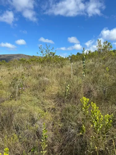 Lote a venda na Chapada de Ouro Preto